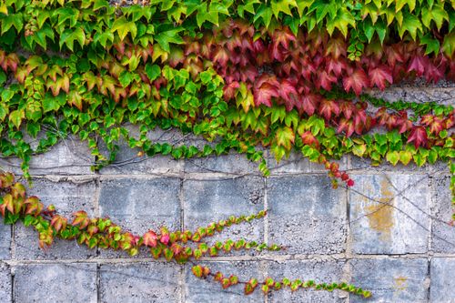 Free Colorful ivy leaves in red and green cascading over a textured concrete wall. Stock Photo