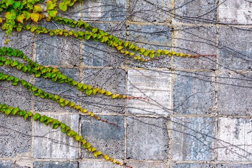Free Green and yellow ivy entwined on a textured concrete tile wall creating a natural pattern. Stock Photo