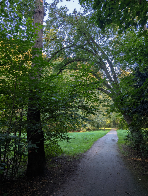 Free A serene forest path surrounded by lush greenery, ideal for a peaceful nature walk. Stock Photo