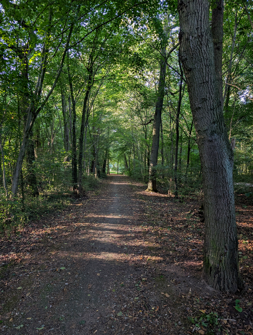 Free A peaceful forest pathway bathed in sunlight, surrounded by tall trees and dense vegetation. Stock Photo