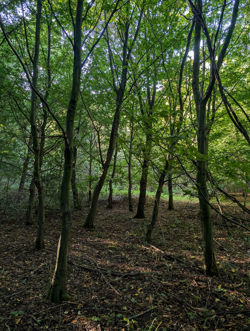 Free Serene forest view with lush green trees and sunlit foliage. Stock Photo