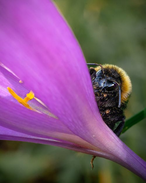 Free Macro shot of a bumblebee interacting with a vibrant purple flower, showcasing nature's beauty. Stock Photo