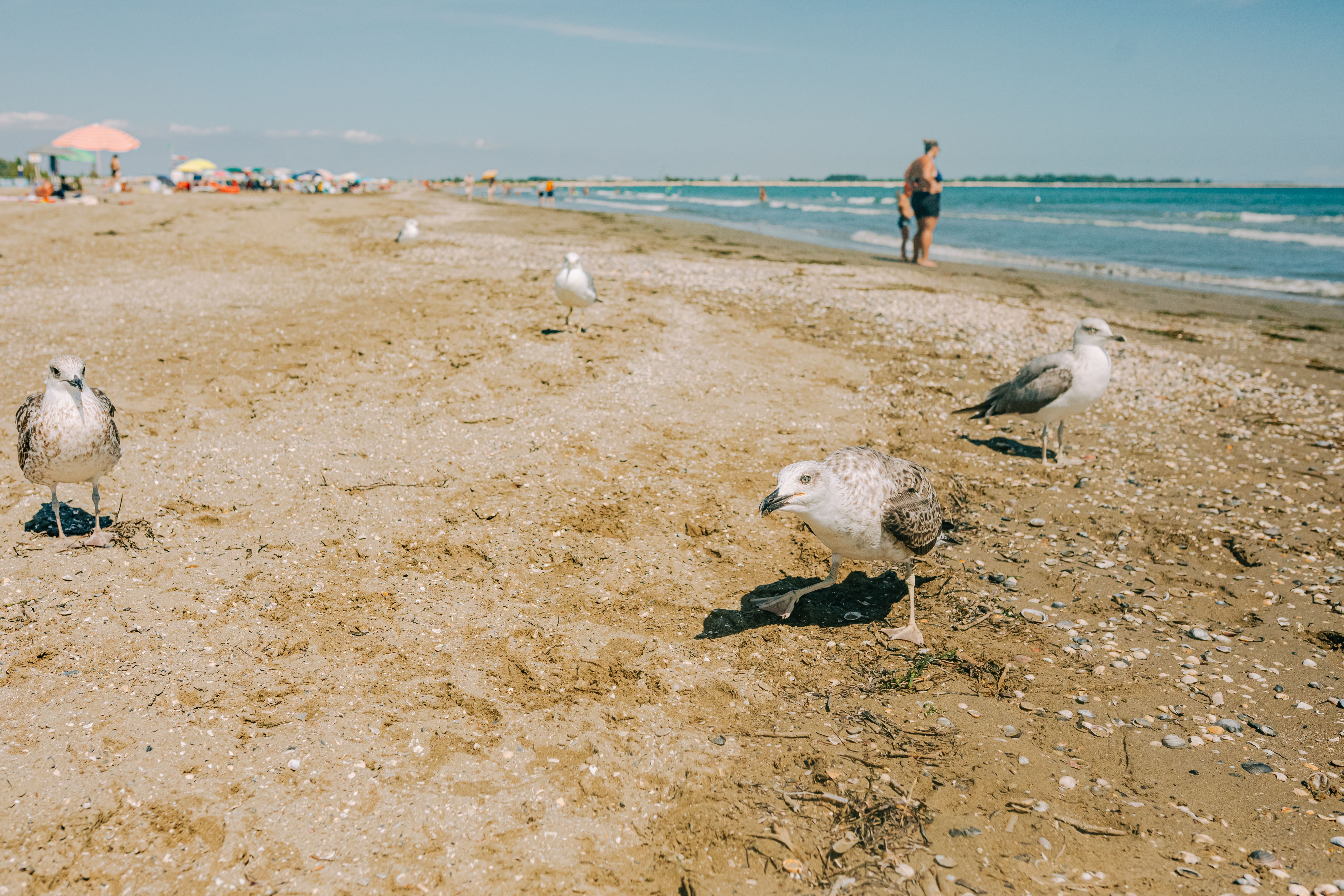 Seagulls foraging on a sandy beach with beachgoers in the background, capturing a vibrant summer day.