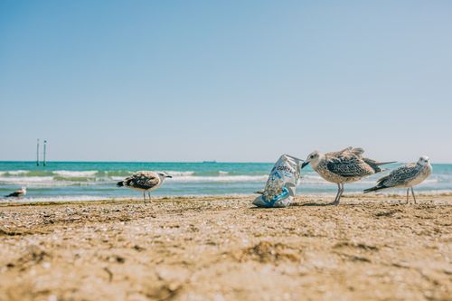 Free Seagulls pecking at a snack bag on a sandy beach under a clear blue sky. Stock Photo