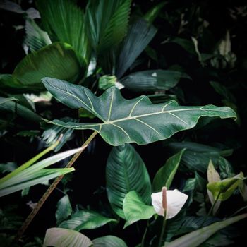 Vibrant green tropical leaves with detailed veins, surrounded by lush foliage in a garden setting.（イメージ）
