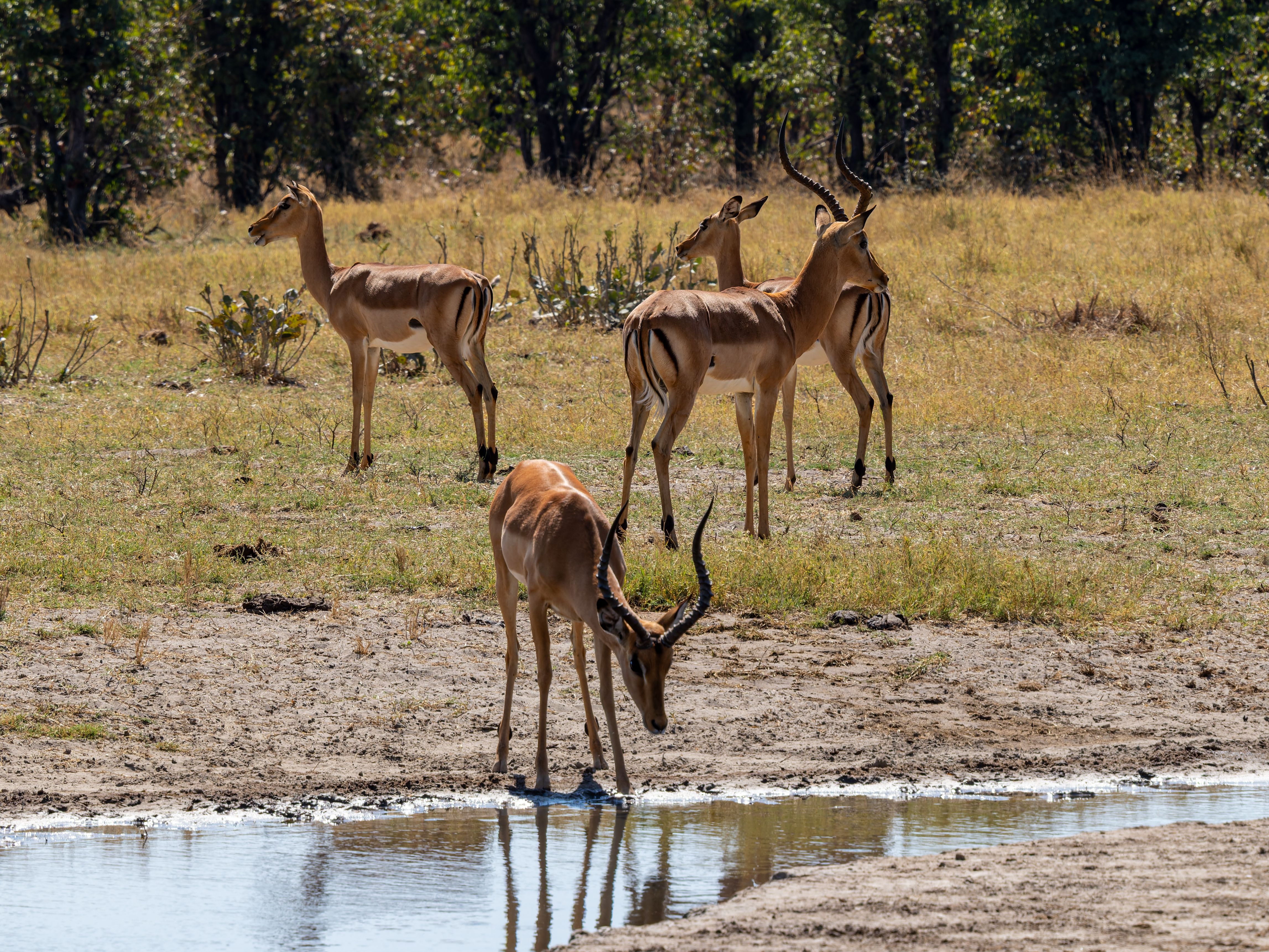 A serene view of impalas by a waterhole in the savanna, showcasing natural wildlife behavior.