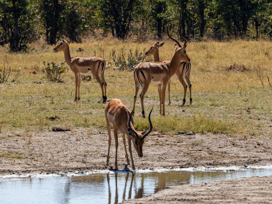 A serene view of impalas by a waterhole in the savanna, showcasing natural wildlife behavior.