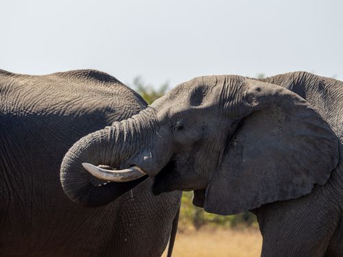Free Close-up of two African elephants showing affection in the wild. Stock Photo