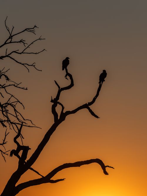 Free Two birds perched on a leafless tree branch, silhouetted against a vibrant sunset sky. Stock Photo