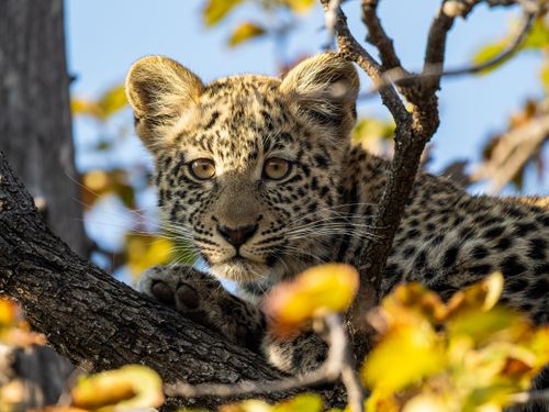 Free A young leopard cub rests in a tree surrounded by vibrant autumn leaves. Stock Photo