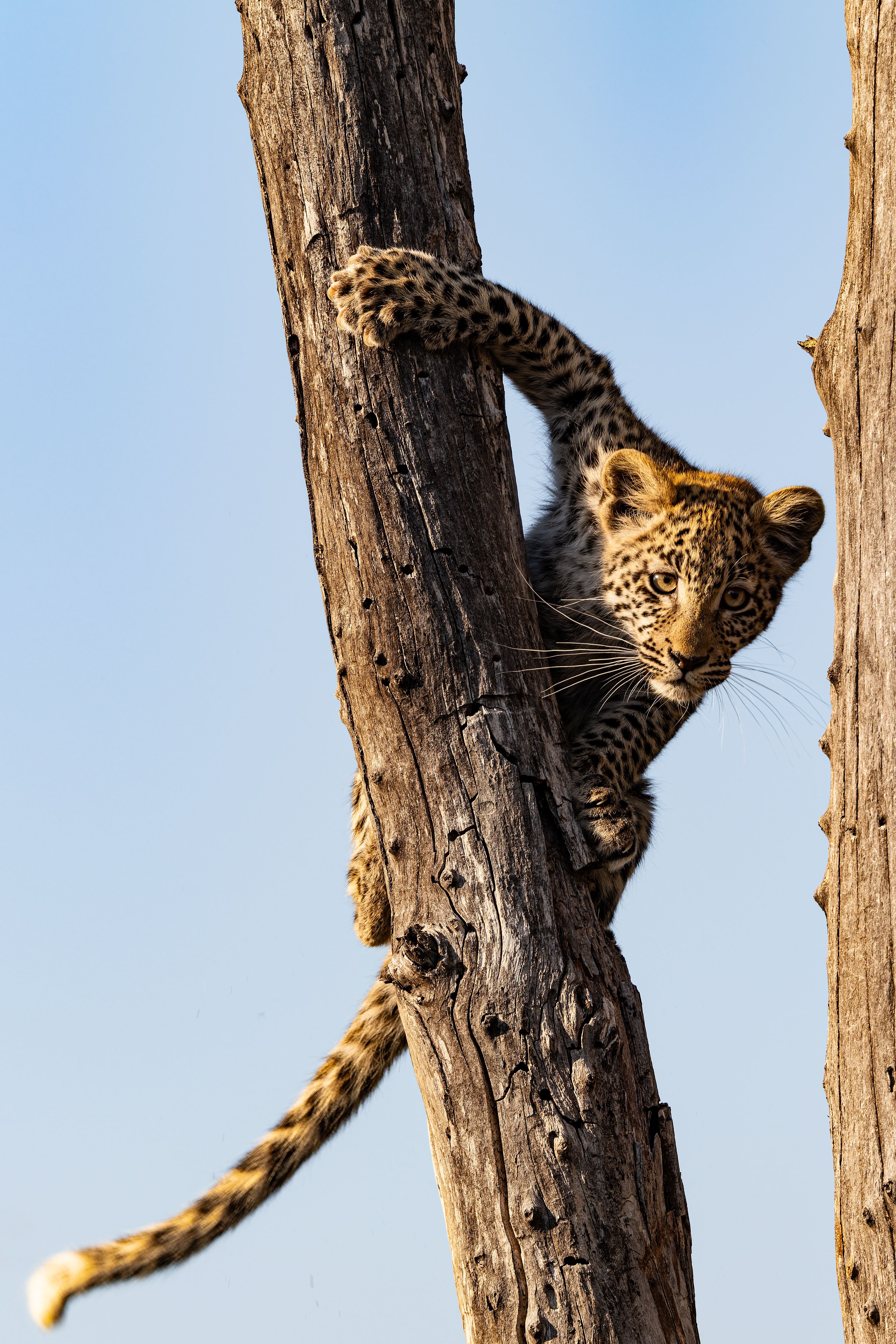 A young leopard cub skillfully climbs a tree, showcasing its agility in its natural habitat.