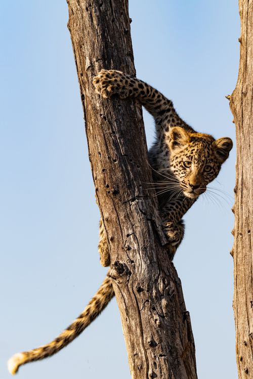 Free A young leopard cub skillfully climbs a tree, showcasing its agility in its natural habitat. Stock Photo