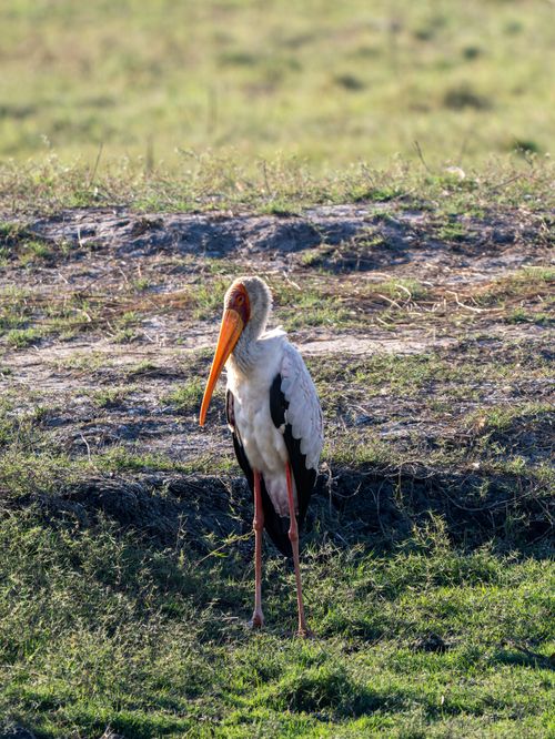 Free A yellow-billed stork stands in a grassy field, showcasing its distinctive long beak and slender legs. Stock Photo