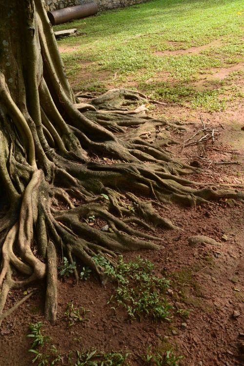 Free Detailed view of tree roots spreading across the soil in Colombo, Sri Lanka. Stock Photo