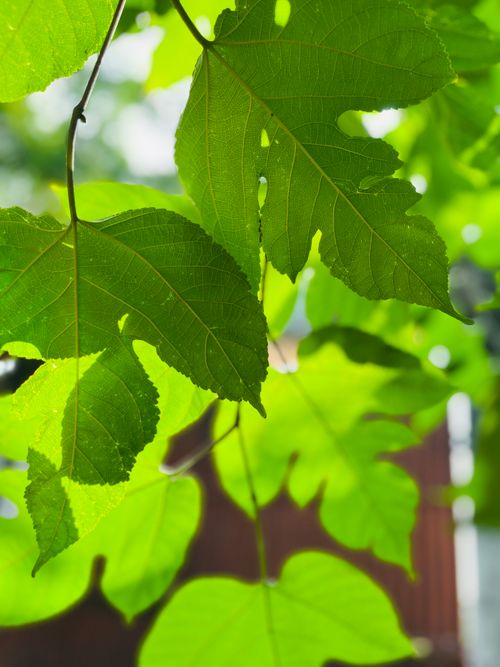 Free Close-up of vibrant green leaves in sunlight, showcasing nature's beauty with intricate leaf patterns. Stock Photo
