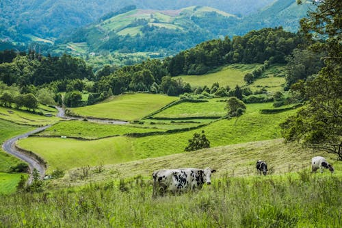 Champ D'herbe Verte De Vaches