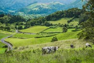 夏日晴朗的天空下，牛群在风景优美的绿色乡村放牧