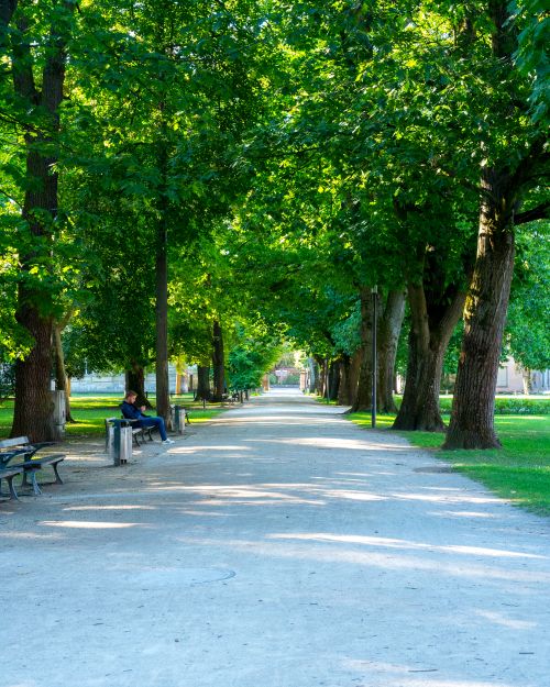Free Serene city park pathway flanked by lush trees and benches on a sunny day, perfect for relaxation. Stock Photo