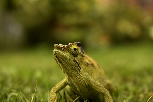 Foto d'estoc gratuïta de animal, camaleó, camuflatge