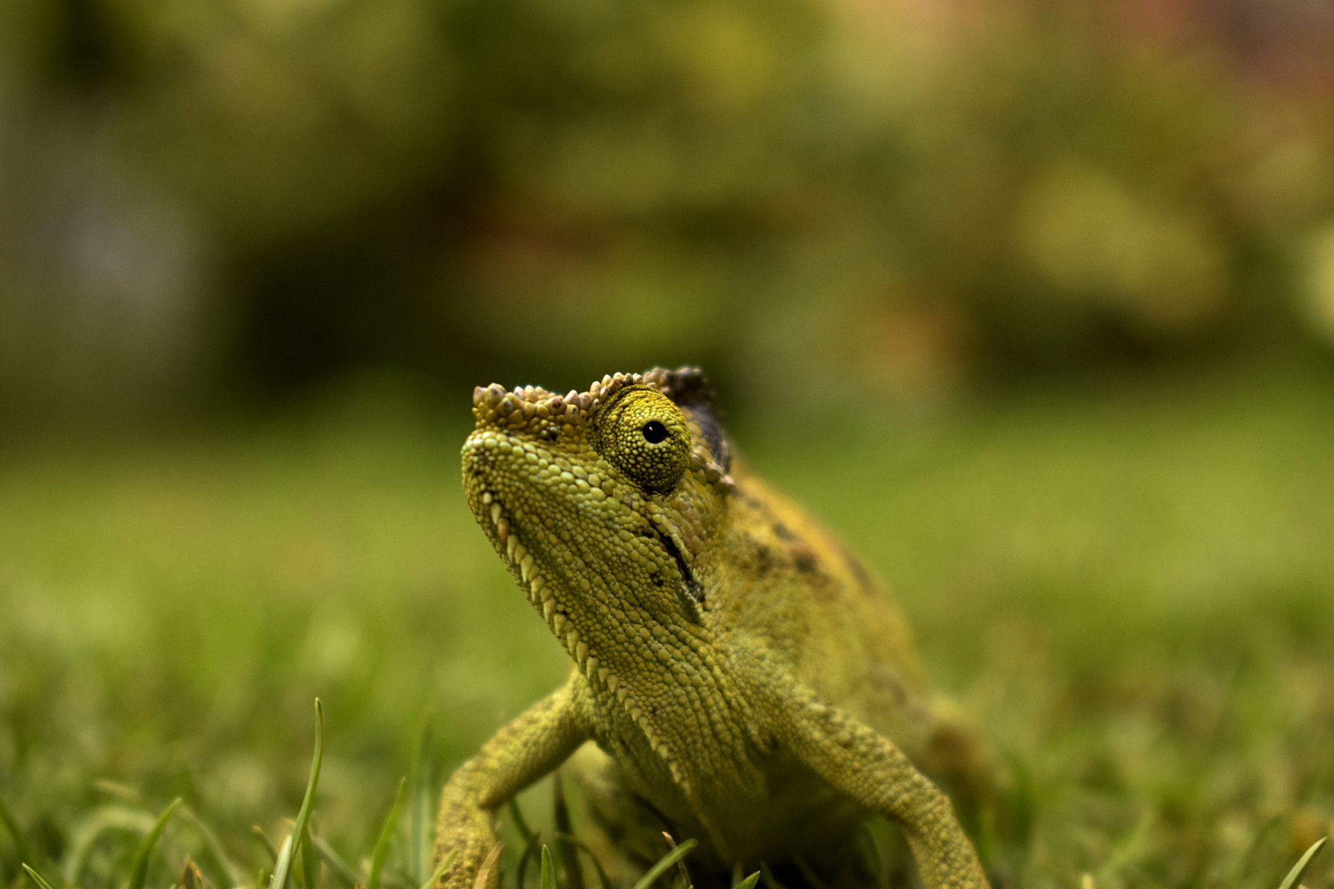Detailed close-up of a chameleon blending with its surroundings in Nairobi, Kenya.