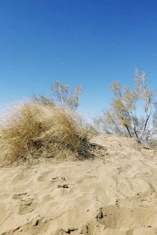 Free A serene desert scene featuring sandy terrain with dry bushes under a clear blue sky. Stock Photo