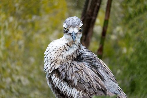 Free A close-up shot of a thoughtful eagle-byrd with detailed feathers and intense gaze. Stock Photo