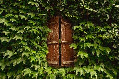 Free Rustic wooden window shutters enveloped by lush green ivy, evoking a serene, nature-infused atmosphere. Stock Photo