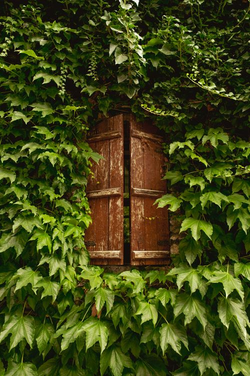 Free A charming old wooden window set amidst vibrant green ivy leaves, capturing a rustic summer vibe. Stock Photo
