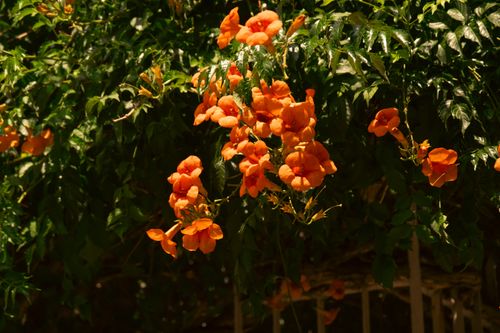 Free Bright orange trumpet vine flowers cascading among lush green leaves outdoors in sunlight. Stock Photo