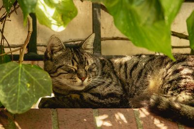My Cat Got Out Once. I Never Sleep Right When She's Gone