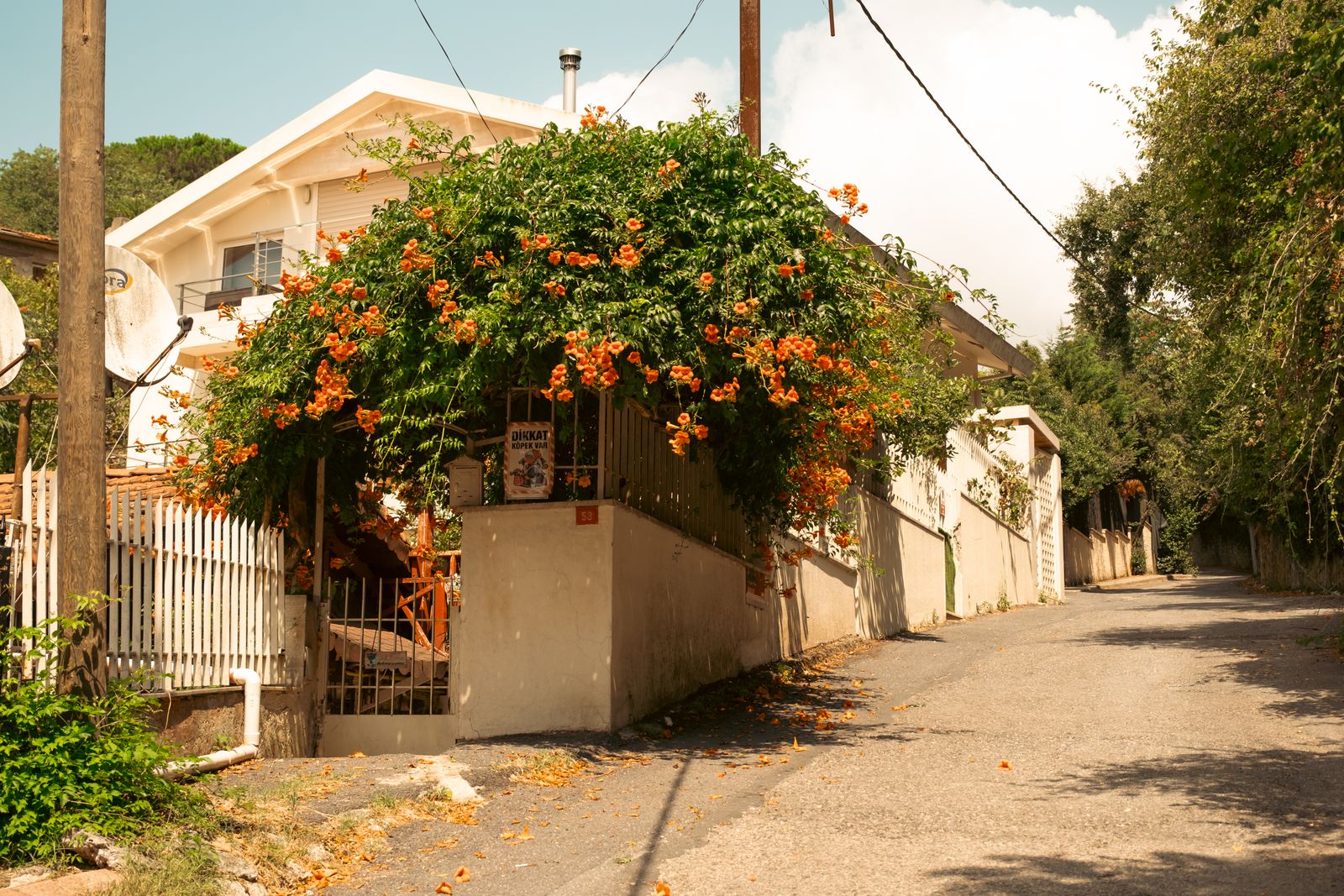 Charming street view of a house adorned with vibrant orange blossoms