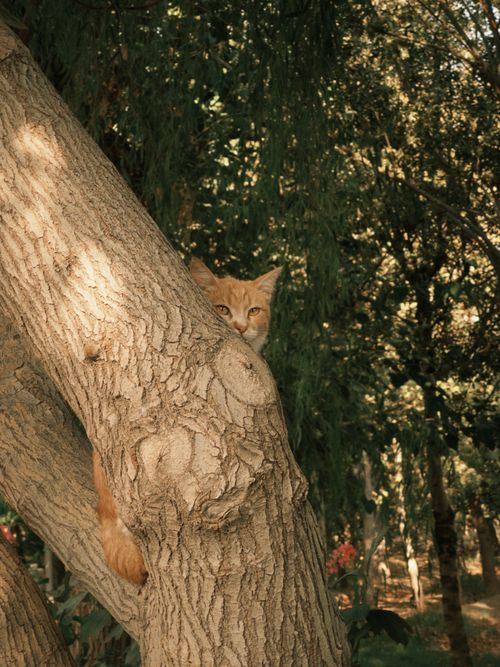 Free Adorable orange cat peeking playfully from behind a tree in a lush outdoor setting. Stock Photo