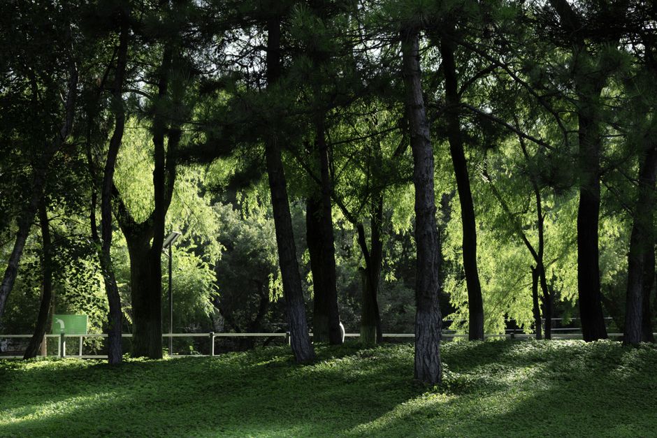 Lush green forest park lit by sunlight creates a tranquil natural scene.
