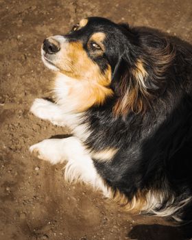 An Australian Shepherd dog rests on a sunlit dirt ground, showcasing its tri-colored fur.