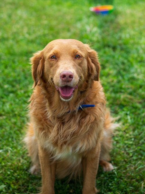 Free Smiling Nova Scotia Duck Tolling Retriever sitting on grass, full of joy. Stock Photo