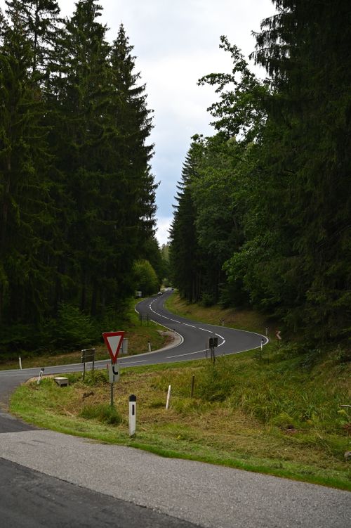 Free Curvy road surrounded by dense forest trees, ideal for serene drives. Stock Photo