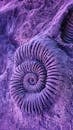 紫色菊石化石的详细视图展现了其螺旋图案与纹理