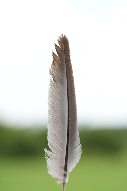 Free A close-up image of a single feather with a blurred green background, captured in natural light. Stock Photo