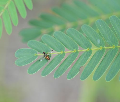 Free Macro photograph of a colorful bug perched on a delicate green leaf in natural light. Stock Photo