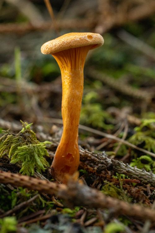 Free Detailed view of a chanterelle mushroom (Cantharellus cibarius) in its natural forest habitat. Stock Photo
