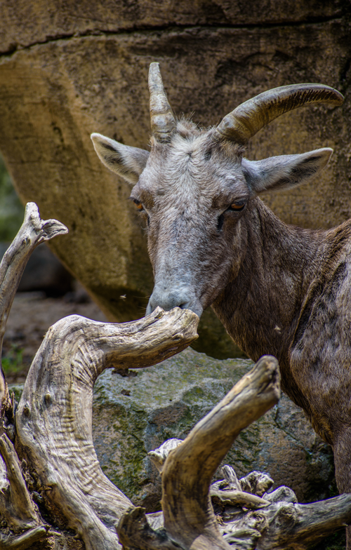 Free Bighorn sheep standing near rocks and wood, displaying its distinctive horns. Stock Photo