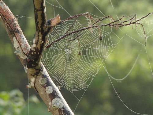 免费 树干上蜘蛛网的浅焦点照片 素材图片