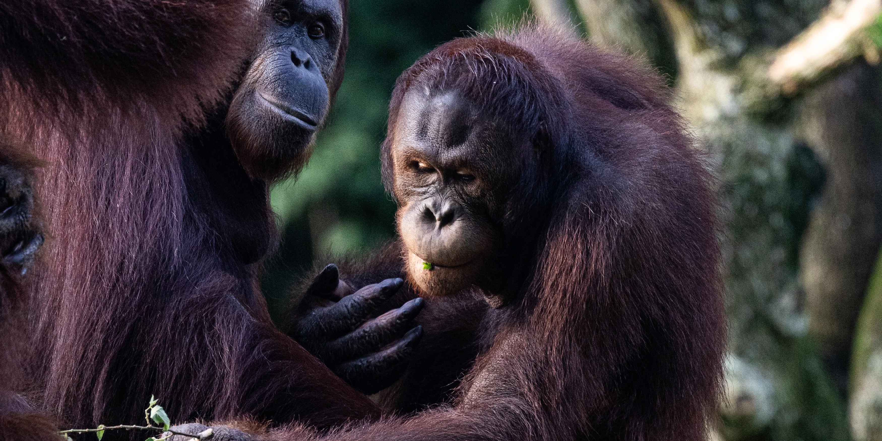 Private Sandakan Orangutan and Sun Bear Day