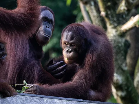 Private Sandakan Orangutan and Sun Bear Day