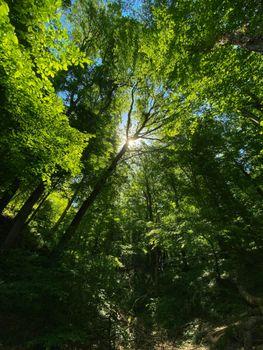 Sunlight filtering through a dense, lush green forest canopy during daytime.