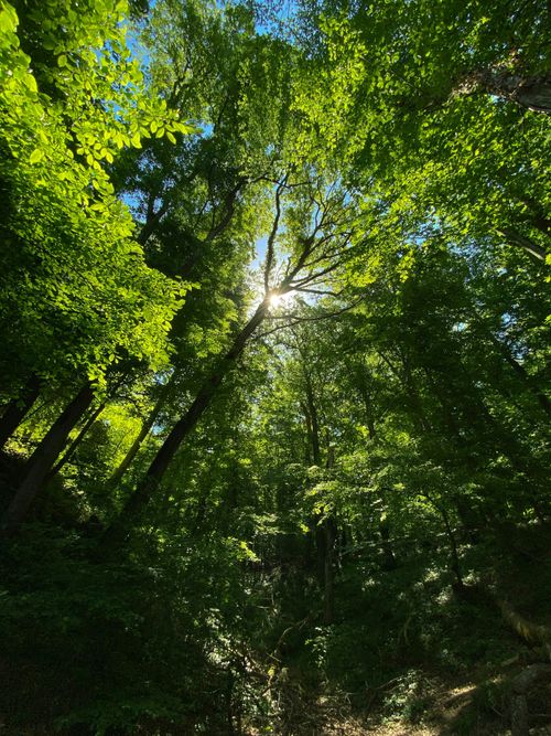 Free Sunlight filtering through a dense, lush green forest canopy during daytime. Stock Photo