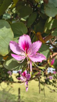 Close-up of a radiant pink Bauhinia flower with lush green leaves under a bright summer day.