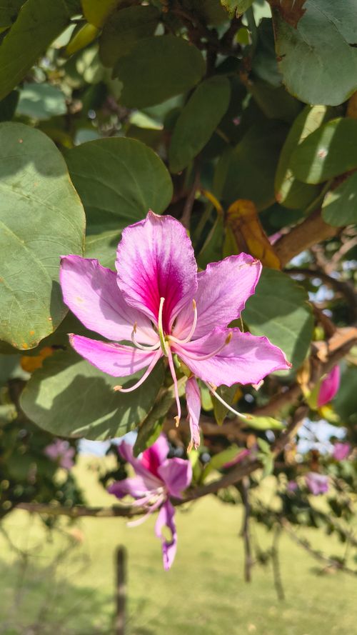 Free Close-up of a radiant pink Bauhinia flower with lush green leaves under a bright summer day. Stock Photo
