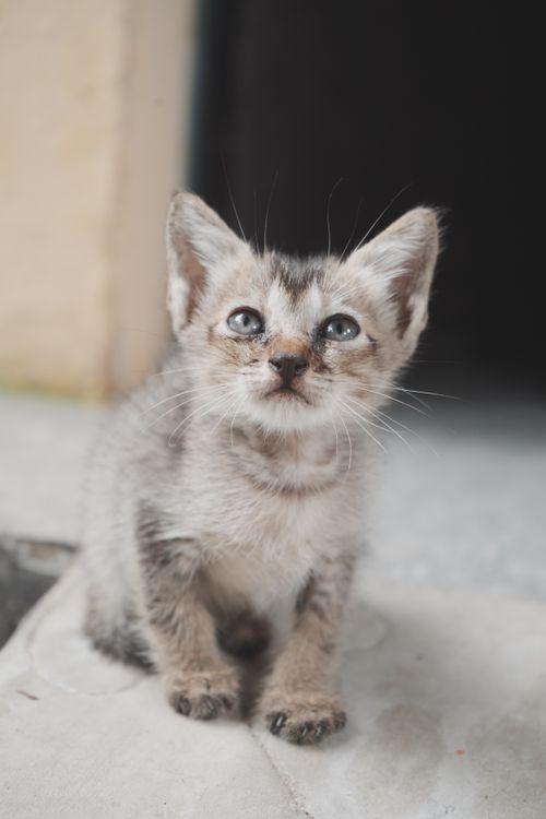 Free A playful kitten gazing upwards, showcasing its curious nature in a soft light setting. Stock Photo