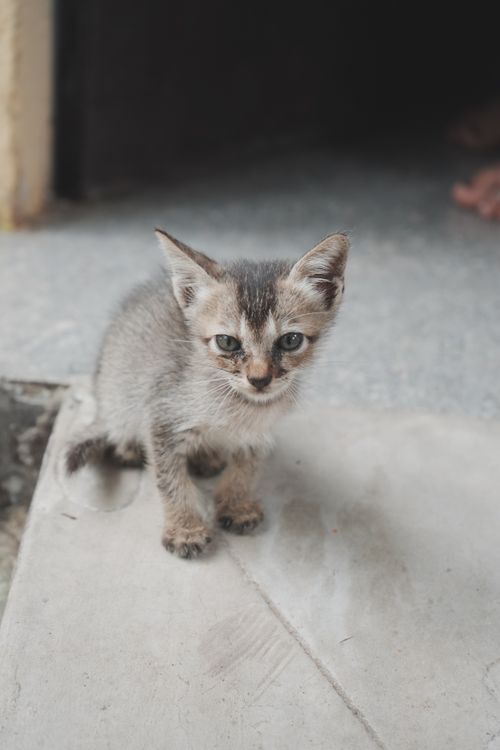 Free Cute grey kitten sitting on a doorstep, looking curious and playful. Stock Photo